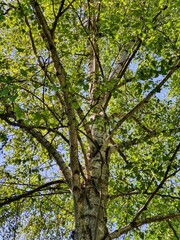 Looking up into the birch crown, close up