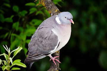 Close-up portrait of a bird. Wood pigeon on a pear branch in the garden. Spring. May	