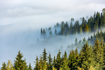 Misty autumn landscape with trees in Eastern Carpathian mountains, Romania. - 535064171