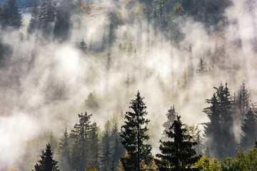 Fog divided by sun rays. Misty morning view in wet mountain area.  - 535064177