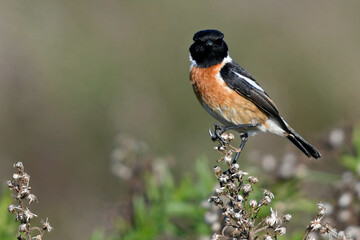 Schwarzkehlchen // European stonechat (Saxicola rubicola) - Männchen // male