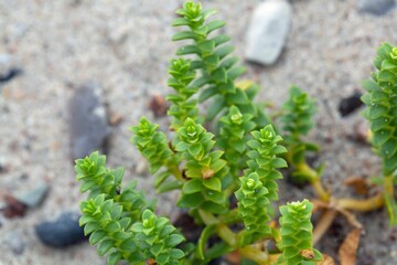 Sea sandplants, Honckenya peploides
