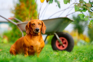 a young dachshund boy on yard of village garden tools and a cart suburban area closed eyes...