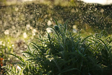 watering green the flowers in the garden on summer in light. rain spring day. Caring for flowers in a flower bed. Sunbeam in summer nature. Ecology environment.