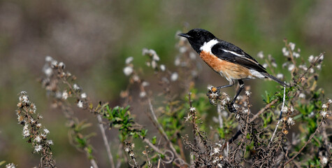 European stonechat // Schwarzkehlchen (Saxicola rubicola)
