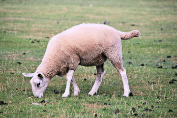 Obraz na płótnie Canvas A Sheep in the Cheshire Countryside