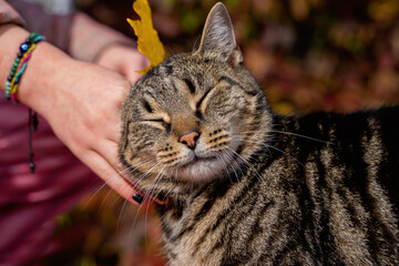 portrait of a photogenic gray striped cat on a background of rich autumn grass with yellow maple...