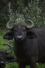 Buffalo in the bush