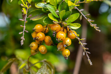 Yellow fruits of a beautiful ornamental plant golden drop (Duranta erecta l)
