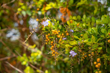 Beautiful ornamental plant golden drop (Duranta erecta l), with yellow fruits and purple flowers