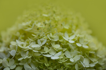 hydrangea or hortensia flower close up