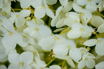 hydrangea or hortensia flower close up