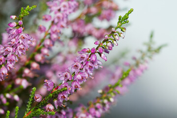 Dewed mauve flowers of Common heather in early morning