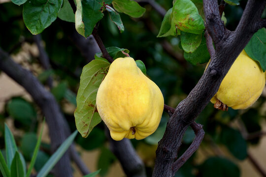 The fruit of a yellow organically grown fragrant quince on the tree in autumn