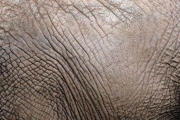 Naklejka premium The texture of the skin of an African elephant close-up. Elephant skin, wrinkles and irregularities of an adult elephant.