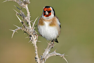 European Goldfinch // Stieglitz, Distelfink (Carduelis carduelis)