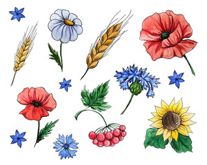 Hand drawn watercolor set of summer flowers. Ukraine. Summer. Red poppy. Chamomile. Wheat. Spikelet. Sunflower. Watercolor flowers. Great summer set. Elements for decor. Ukrainian culture.