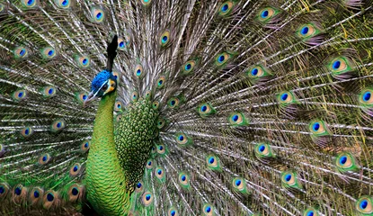 Fotobehang Male Peacock © Dina