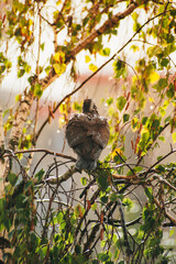 a pigeon gets wet in the rain, sitting on a branch
