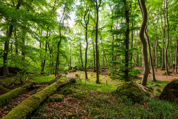 Fototapeta na wymiar Beech trees with lush green foliage in a springtime forest, Hohenstein Nature Reserve, Süntel, Weserbergland, Germany