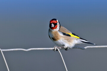 European Goldfinch // Stieglitz, Distelfink (Carduelis carduelis)