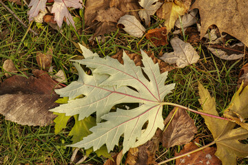 Fallen maple leave on the grass. Autumn background.
