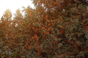 autumn background picture orange brown color foliage of tree branches and vibrant sun light simple concept wallpaper photography