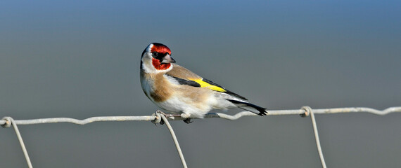 European Goldfinch // Stieglitz, Distelfink (Carduelis carduelis)