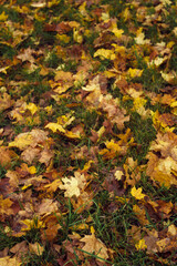 autumn leaves on the grass