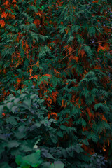 Fototapeta na wymiar dark aesthetic green orange foliage vertical photography floral autumn background concept