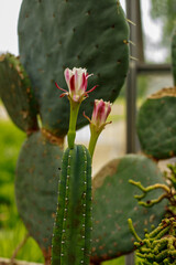 Blooming Cactus in a greenhouse