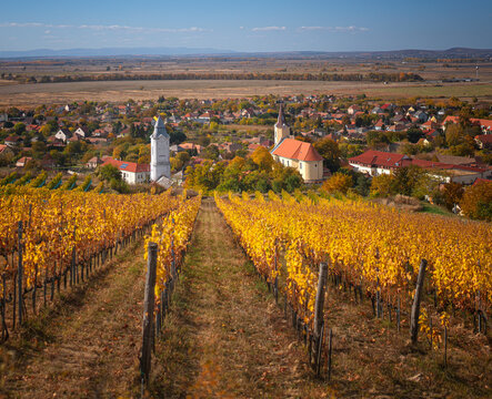 Wonderful vineyards at Tokaj in autumn