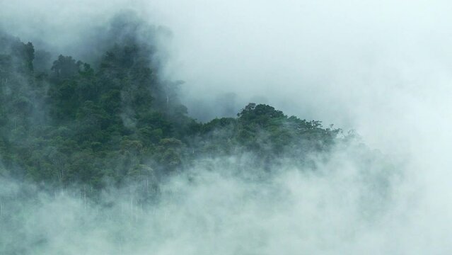 The Andes foggy view in Ecuador, fog above the green rainforest, landscape photography, stratovolcano. Bad rainy and windy weather in mountains. Fog moves in mountains.