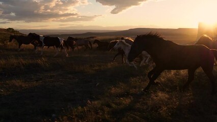 Horses move slowly against the background of the setting sun. A herd of horses running across the steppe against the background of mountains.