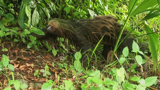 Linnaeus two-toed sloth (Choloepus didactylus) walking on the ground. Cute wet sloth trying to get from a dirty road in Ecuador, Amazonia. Green background. Desperate animal.