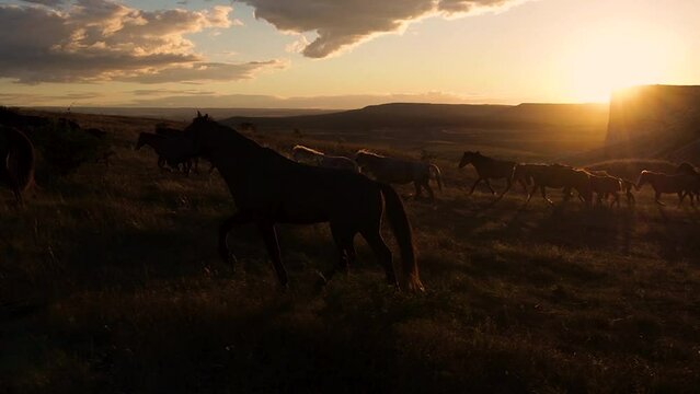 Horses move slowly against the background of the setting sun. A herd of horses running across the steppe against the background of mountains.