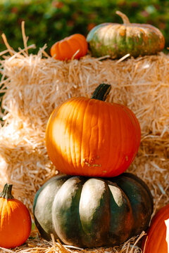 beautifully laid out pumpkins for a photo shoot
