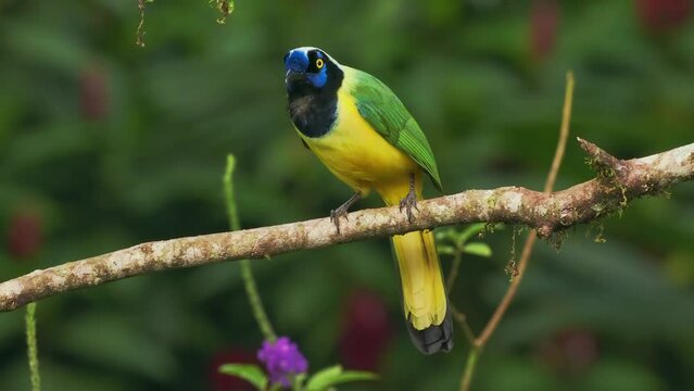 Inca jay (Cyanocorax yncas or querrequerre) bird of New World jays, native to Andes of South America, colorful blue, green, yellow and black jay, from Colombia, Venezuela, Ecuador, Peru and Bolivia.