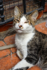 Fototapeta na wymiar Cute cat portrait.Beautiful stray cat with green eyes is looking at the camera. Adopt a pet.