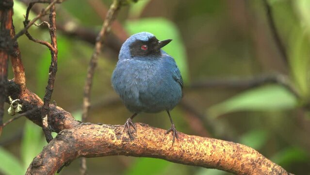 Masked Flowerpiercer - Diglossa cyanea blue tanager bird found in montane forest and scrub in South America, sharp hook on the mandible to slice open the base of flowers to get the nectar, on branch.