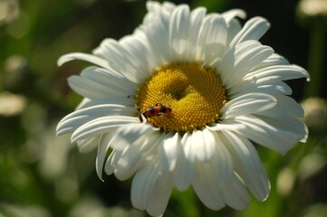 ladybug on daisy