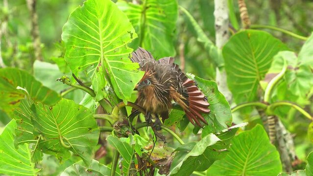 Hoatzin or hoactzin (Opisthocomus hoazin) tropical bird in Opisthocomiformes, found in swamps, riparian forests, and mangroves of the Amazon and the Orinoco basins in South America, chicks have claws.