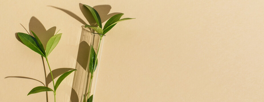 Banner Laboratory test tube with green branch on beige background. Natural medicine, cosmetic research, bio science, organic skin care products. Top view, flat lay, copy space. Dermatology