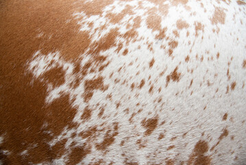 Cow Hide