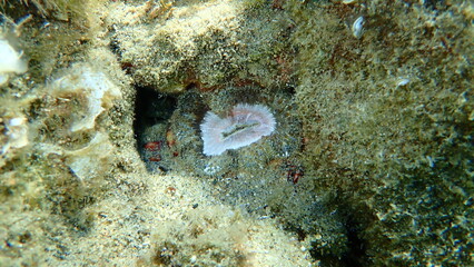 Daisy anemone (Cereus pedunculatus) undersea, Aegean Sea, Greece, Halkidiki