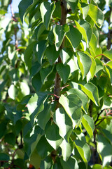 Beautiful green bright branch of peach tree on blurred background