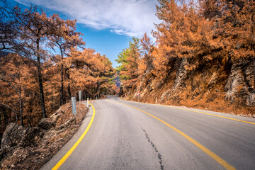 Summer landscape in Marmaris and Icmeler. Burnt coniferous trees. Forest after big fires in Turkey. Asphalt road in the forest