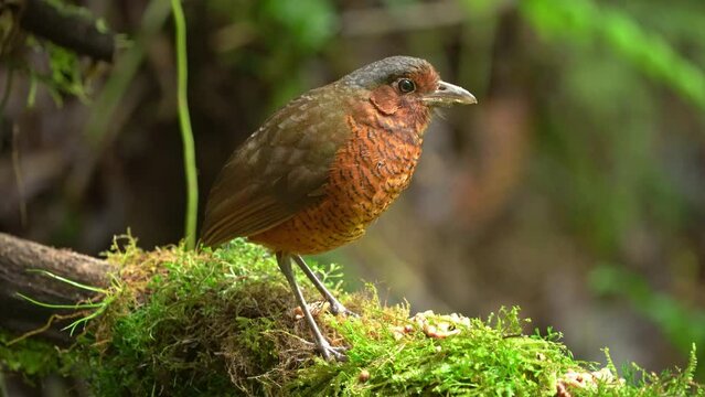 Giant Antpitta - Grallaria gigantea perching bird species in antpitta family Grallariidae, rare and enigmatic, known only from Colombia and Ecuador, close relative of undulated antpitta, G. squamigera