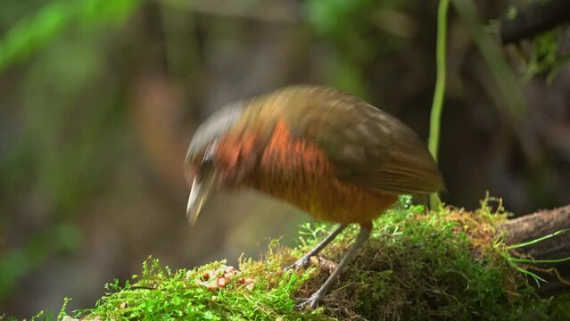Giant Antpitta - Grallaria gigantea perching bird species in antpitta family Grallariidae, rare and enigmatic, known only from Colombia and Ecuador, close relative of undulated antpitta, G. squamigera