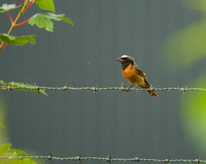 Bird on barbwire